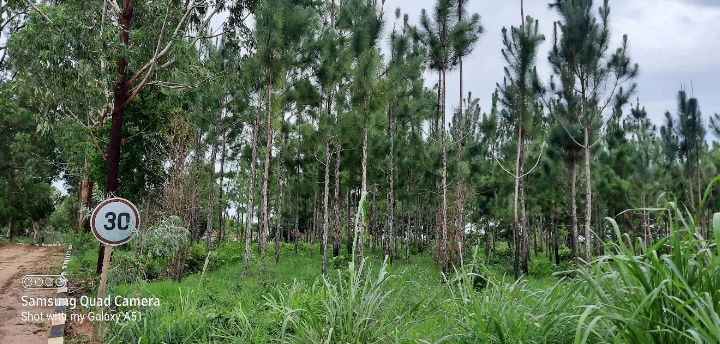 Kiefern, die bei einem unserer früheren Projekte im Jahr 2015 gepflanzt wurden, dem African Palms Project