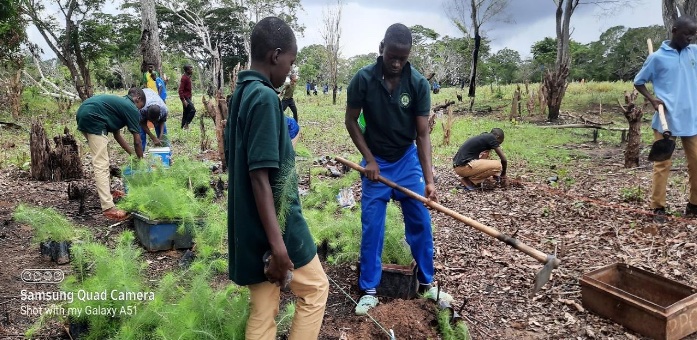 Pine trees planted in farm, African Palms Project