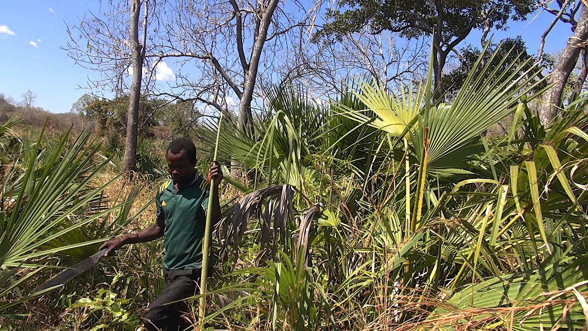 Palm harvesting to do palm crosses at Masasi Village, Tanzania